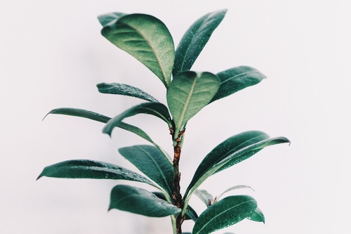 Mélisande Carrière